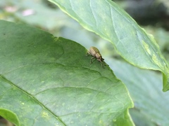 Aphrastus taeniatus