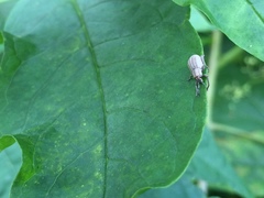 Aphrastus taeniatus