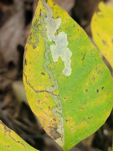 Stigmella prunifoliella group photo 3