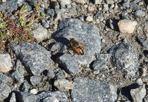 Unknown species found near Middlesex Fells Reservation, Malden, MA, USA