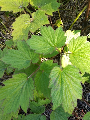 Eriocapitella japonica