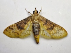 Pachynoa sabelialis