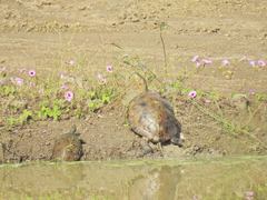 Trachemys venusta venusta