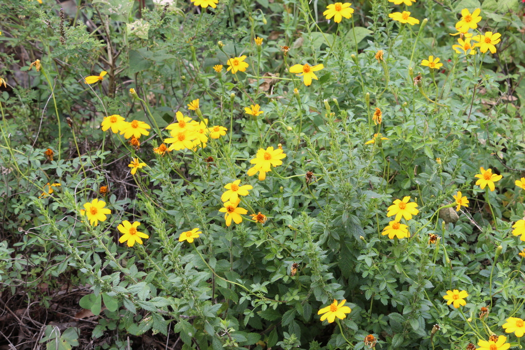 Tagetes parryi