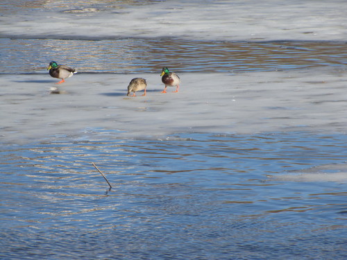 Mallard photographed in Kansas