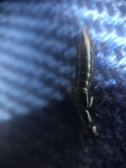 Thyreocephalus