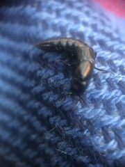 Thyreocephalus