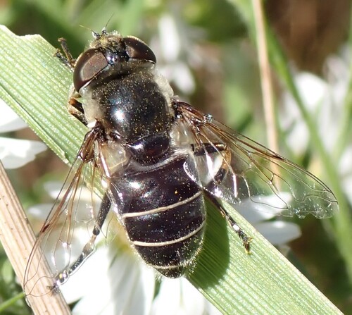 Unknown species found near Pennsylvania, US