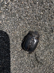 Pericoptus truncatus