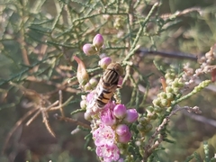 Eristalinus tabanoides