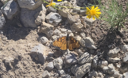 Chinati Checkerspot