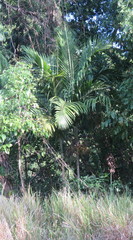 Ptychosperma elegans