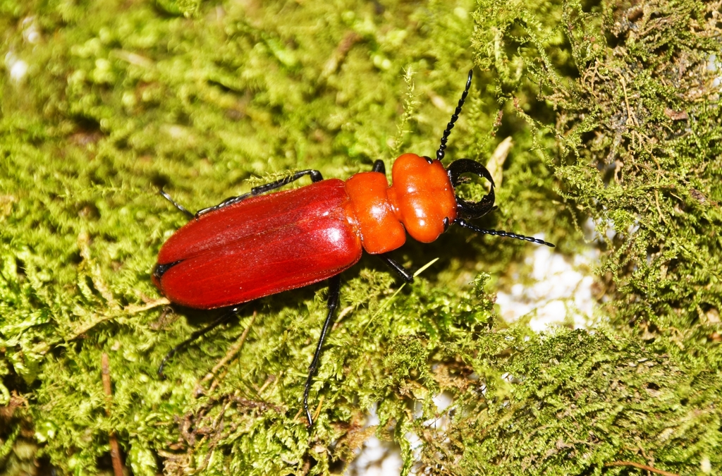 Synhoria maxillosa