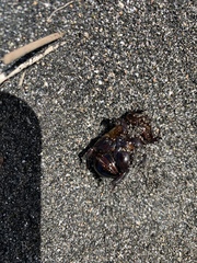 Pericoptus truncatus