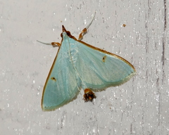 Parotis prasinalis