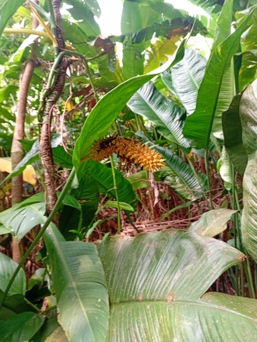 Spathiphyllum cochlearispathum
