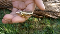 Dendropsophus elegans