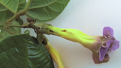 Amphilophium scabriusculum