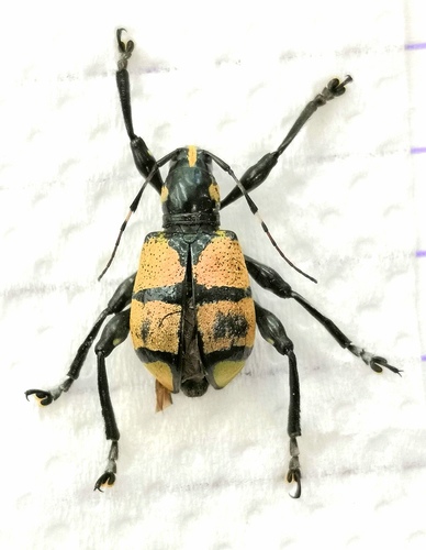 Doliops cuellari