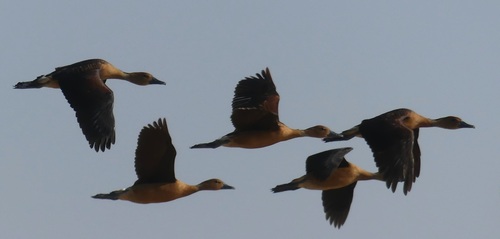 Fulvous Whistling-Duck