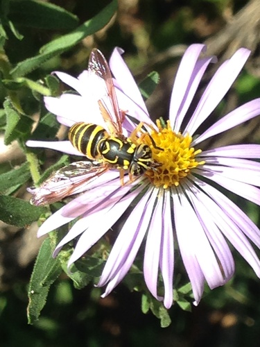 Unknown species found near Land Between the Lakes National Recreation Area, Cadiz, KY, US
