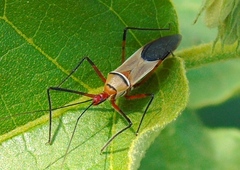 Zelus grassans