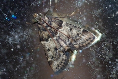 Pyralis manihotalis