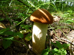 Leccinum albostipitatum