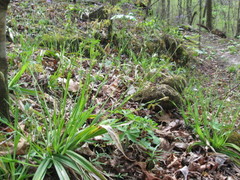 Carex laxiculmis