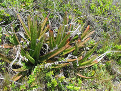 Gasteria acinacifolia