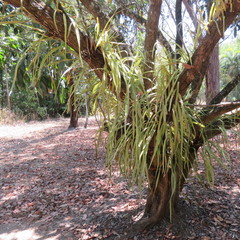 Pyrrosia longifolia