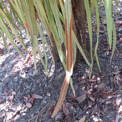 Pyrrosia longifolia
