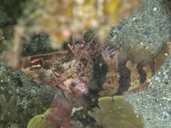 Hypoplectrodes nigroruber