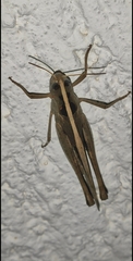 Rhammatocerus