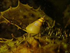 Phasianotrochus eximius