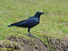 Corvus macrorhynchos culminatus