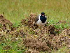 Vanellus indicus lankae