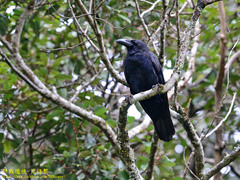 Corvus macrorhynchos culminatus