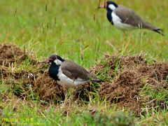 Vanellus indicus lankae