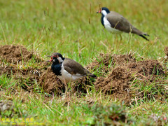 Vanellus indicus lankae