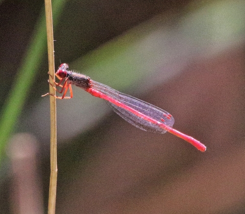 Small Red Damselfly