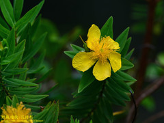 Hypericum mysurense