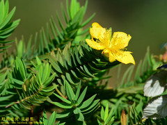 Hypericum mysurense