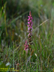 Satyrium nepalense