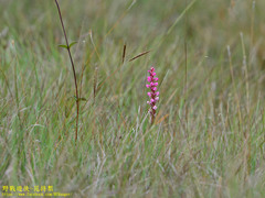 Satyrium nepalense