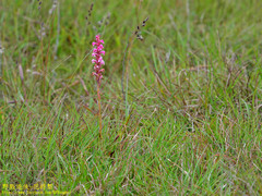 Satyrium nepalense