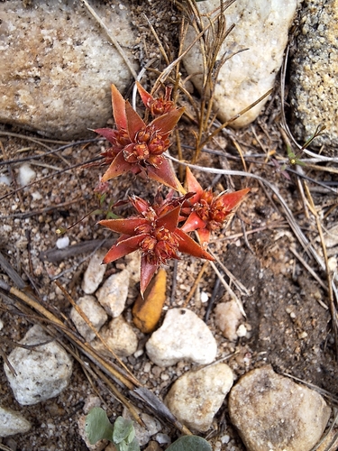Crassula bergioides