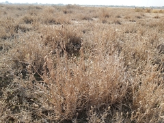 Aeluropus lagopoides