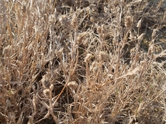 Aeluropus lagopoides