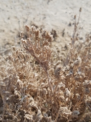 Aeluropus lagopoides